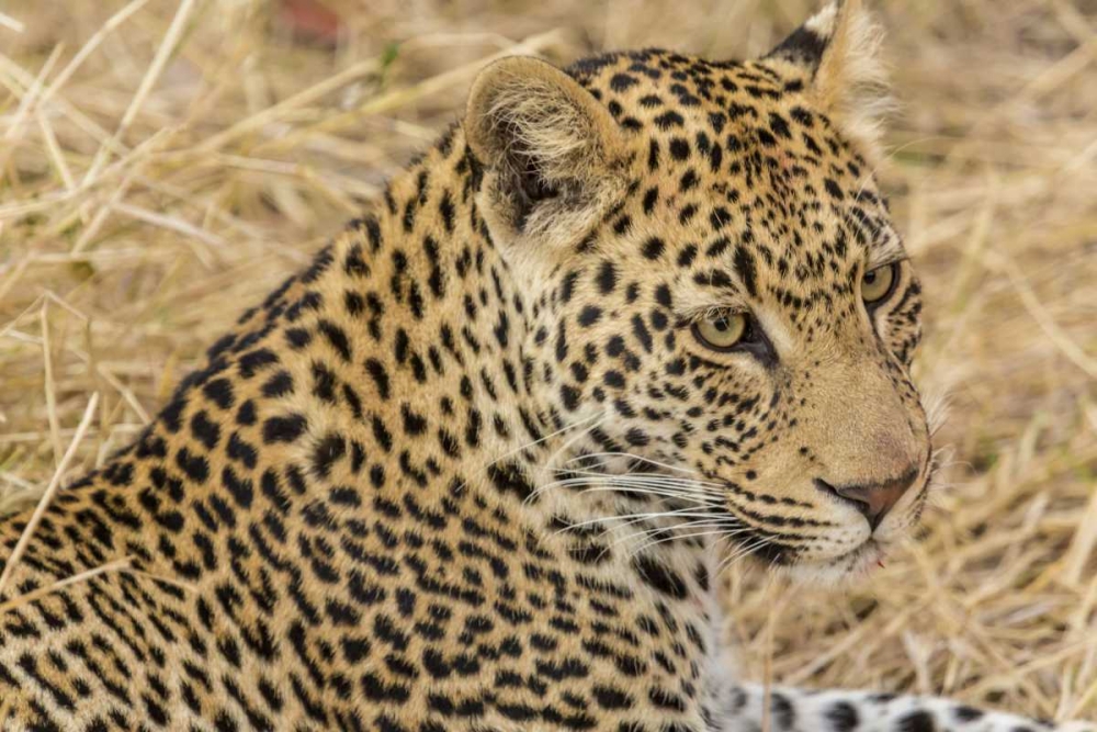 South Ngala Private Game Reserve Adult leopard